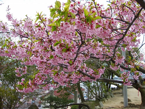 広島観光／広島県尾道／満開の桜